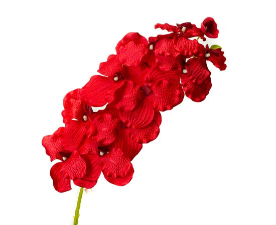 Орхидея онцидиум, красная, изображение 2 ᐒ купить на  ❤ Like7km.com.ua