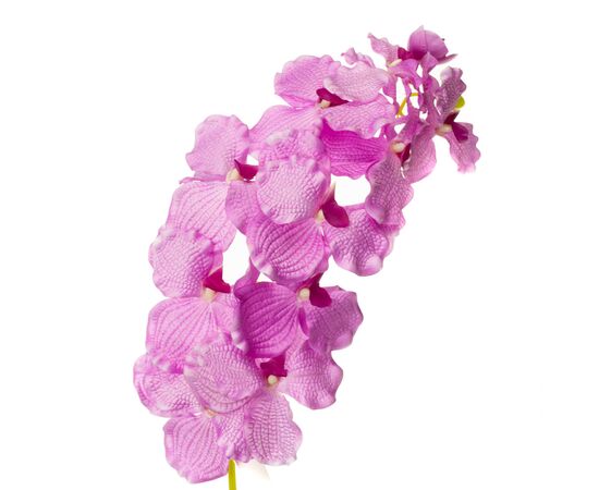 Орхидея онцидиум, сиреневая, изображение 2 ᐒ купить на  ❤ Like7km.com.ua