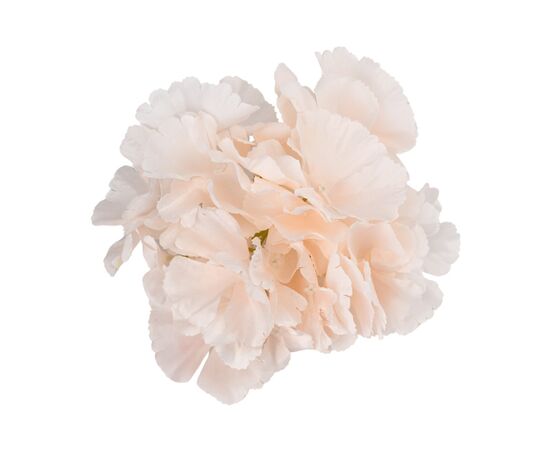Головка гортензии, кремовая, 16 см, изображение 2 ᐒ купить на  ❤ Like7km.com.ua