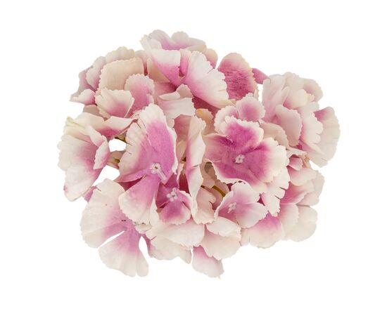 Головка гортензии, кремово-сиреневая, 16 см, изображение 2 ᐒ купить на  ❤ Like7km.com.ua