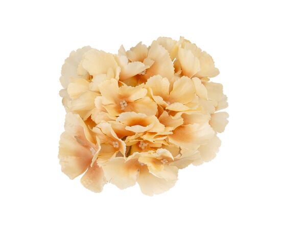 Головка гортензии, бежевая, 16 см, изображение 2 ᐒ купить на  ❤ Like7km.com.ua