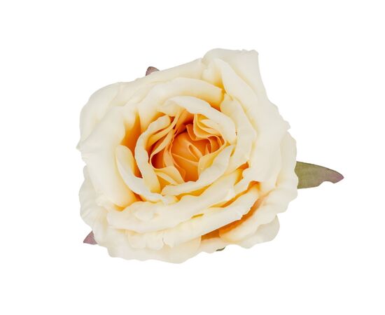 Головка розы, кремовая, 11 см, изображение 2 ᐒ купить на  ❤ Like7km.com.ua