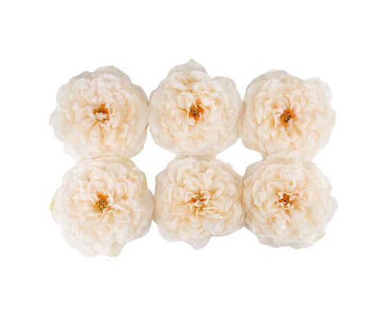 Головка пиона, кремовая, 17 см, изображение 2 ᐒ купить на  ❤ Like7km.com.ua