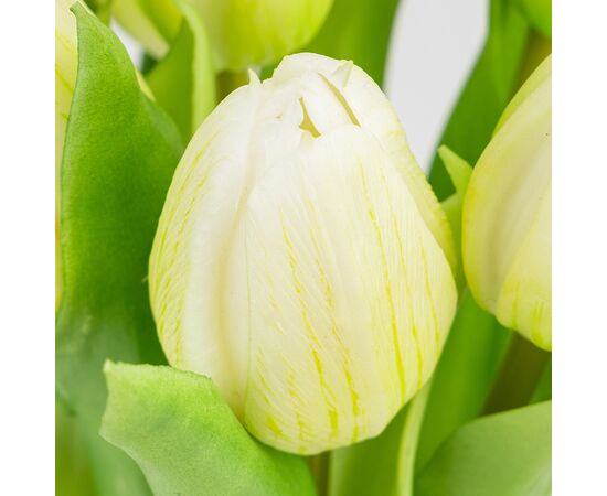 Букет латексных тюльпанов, 7 бутонов, бело-зеленый, 31 см, изображение 3 ᐒ купить на  ❤ Like7km.com.ua