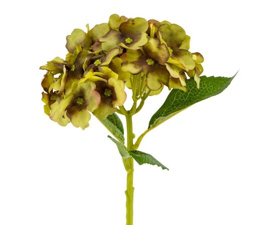 Букет "Гортензия комнатная" салатовая, изображение 2 ᐒ купить на  ❤ Like7km.com.ua