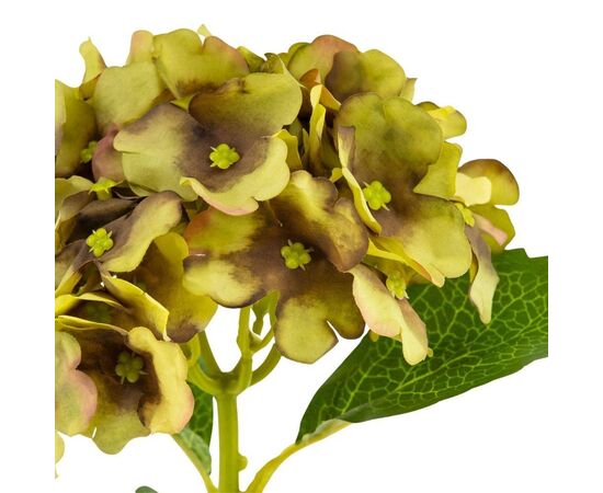 Букет "Гортензия комнатная" салатовая, изображение 3 ᐒ купить на  ❤ Like7km.com.ua