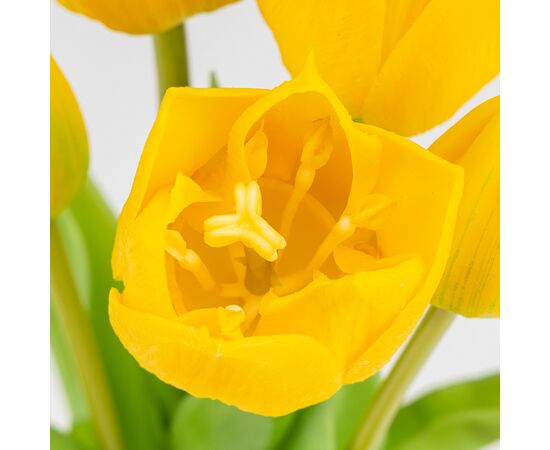 Букет латексных тюльпанов, 5 бутонов, желтый, 38 см, изображение 3 ᐒ купить на  ❤ Like7km.com.ua