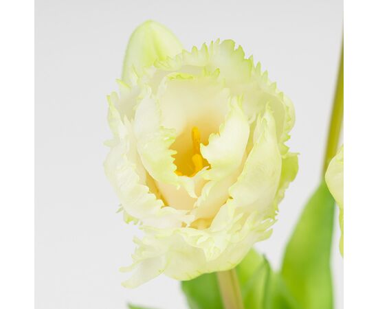 Букет латексных тюльпанов, 5 бутонов, бело-зеленый, 44 см, изображение 3 ᐒ купить на  ❤ Like7km.com.ua
