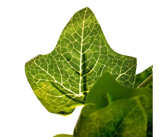 Ветка вьюнка, изображение 3 ᐒ купить на  ❤ Like7km.com.ua