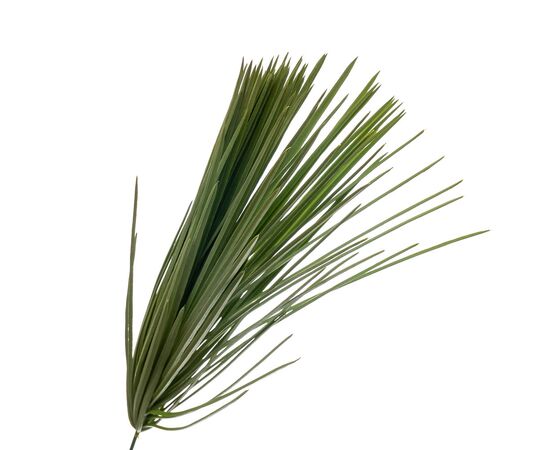 Искусственная тёмно-зелёная ветка "Осока", изображение 2 ᐒ купить на  ❤ Like7km.com.ua