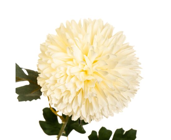 Цветок "Хризантема белоснежная", изображение 2 ᐒ купить на  ❤ Like7km.com.ua