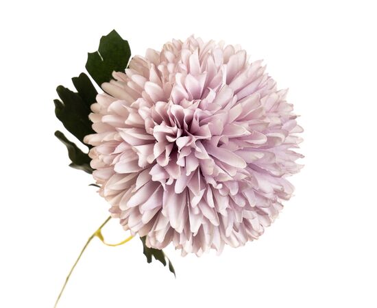 Цветок "Хризантема нежно-лиловая", изображение 2 ᐒ купить на  ❤ Like7km.com.ua