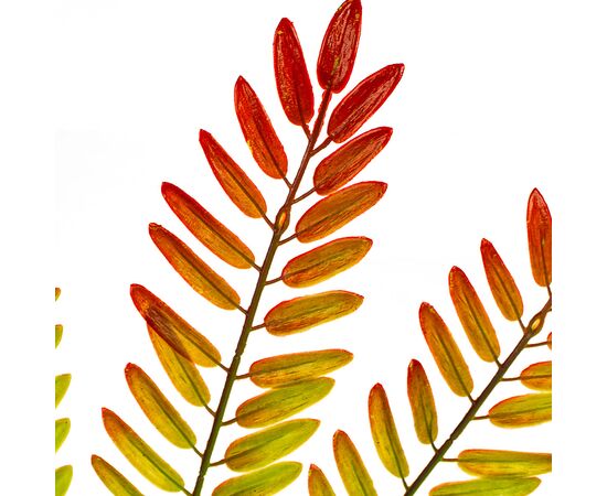 Ветвь папоротника красно-желтая искусственная, изображение 3 ᐒ купить на  ❤ Like7km.com.ua