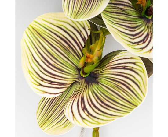 Латексная орхидея, зелено-кремовая, 76 см СПАСЕННАЯ ПОЗИЦИЯ, изображение 3 ᐒ купить на  ❤ Like7km.com.ua