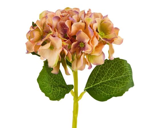 Букет "Гортензия комнатная" оранжевая, изображение 2 ᐒ купить на  ❤ Like7km.com.ua