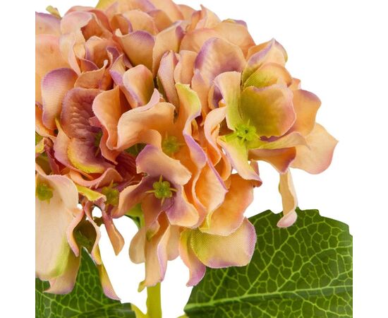 Букет "Гортензия комнатная" оранжевая, изображение 3 ᐒ купить на  ❤ Like7km.com.ua