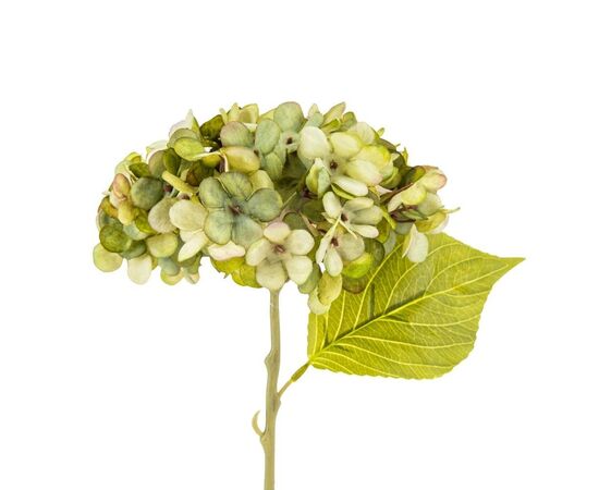 Цветы "Гортензия салатовая", изображение 2 ᐒ купить на  ❤ Like7km.com.ua