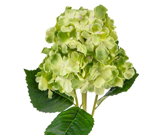 Букет гортензий, 5 бутонов, зеленый, 52 см, изображение 3 ᐒ купить на  ❤ Like7km.com.ua