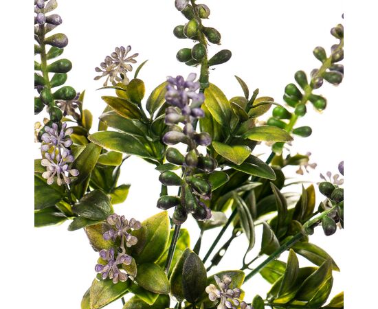 Цветок Аконит лиловый, изображение 2 ᐒ купить на  ❤ Like7km.com.ua