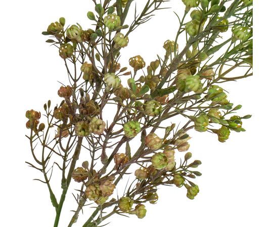 Ветка сухоцвета полевого зеленая, изображение 2 ᐒ купить на  ❤ Like7km.com.ua