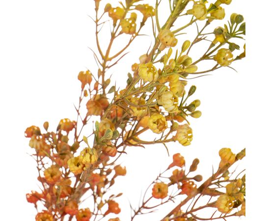Ветка сухоцвета полевого оранжевая, изображение 2 ᐒ купить на  ❤ Like7km.com.ua
