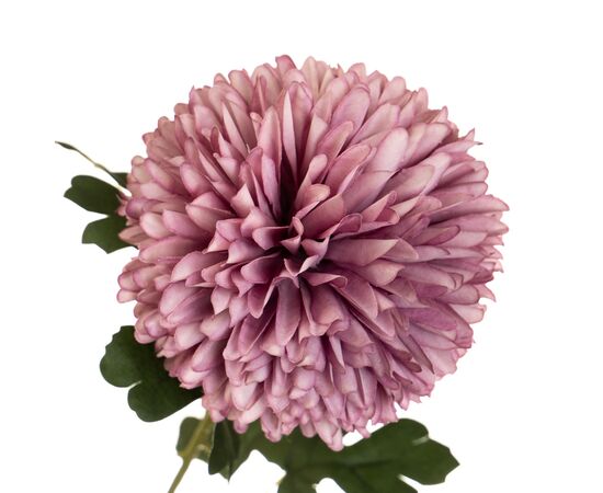 Цветок "Хризантема фиолетовая", изображение 2 ᐒ купить на  ❤ Like7km.com.ua