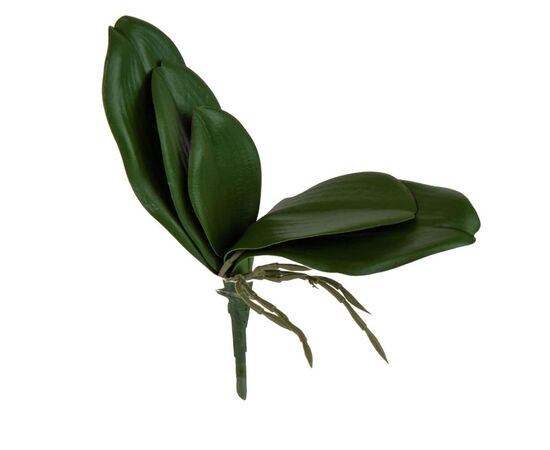 Листья орхидеи, изображение 2 ᐒ купить на  ❤ Like7km.com.ua