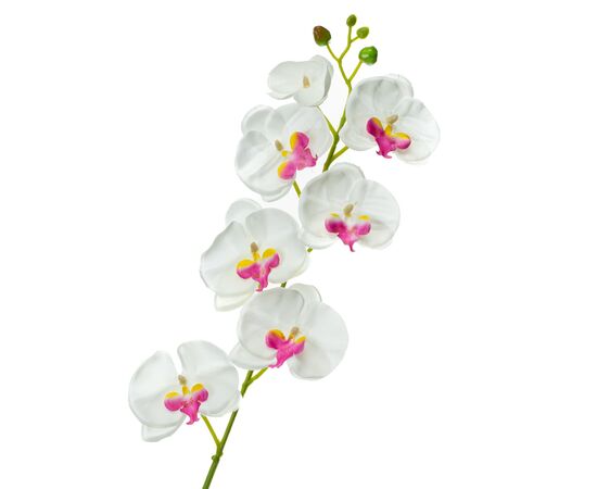 Орхидея фаленопсис, белая с  розовым, изображение 2 ᐒ купить на  ❤ Like7km.com.ua