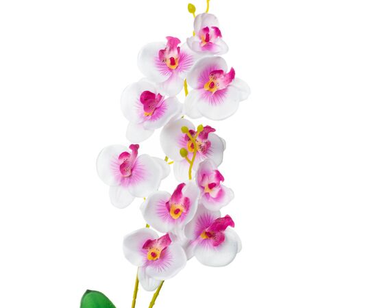 Орхидея катлея, белая с розовым, изображение 2 ᐒ купить на  ❤ Like7km.com.ua