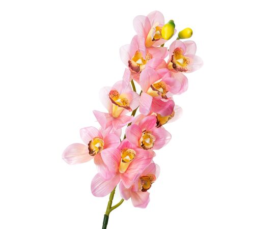 Орхидея беаллара, розовая з желтым, изображение 2 ᐒ купить на  ❤ Like7km.com.ua