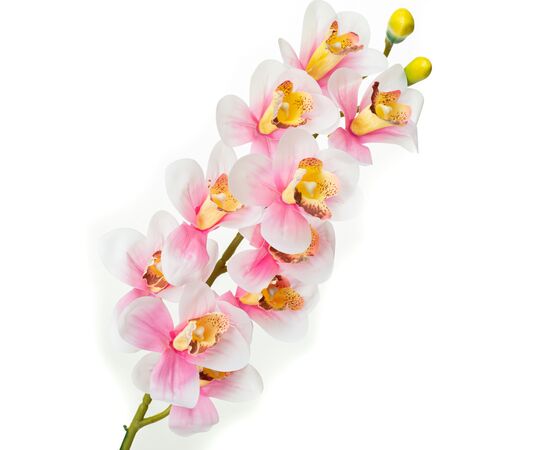 Орхидея беаллара, белая с розовым, изображение 2 ᐒ купить на  ❤ Like7km.com.ua