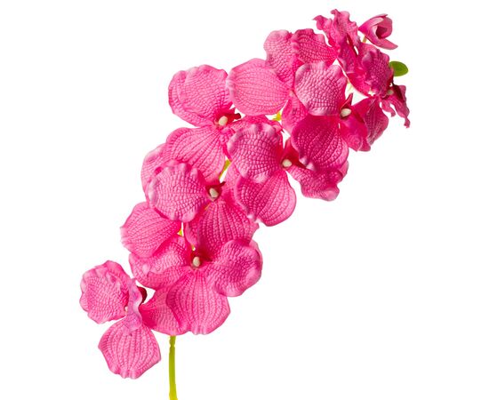 Орхидея онцидиум, розовая, изображение 2 ᐒ купить на  ❤ Like7km.com.ua