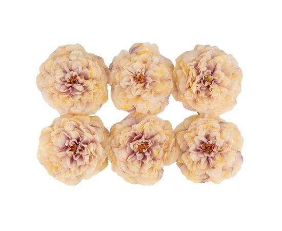 Головка пиона, бежево-сиреневая, 17 см, изображение 2 ᐒ купить на  ❤ Like7km.com.ua