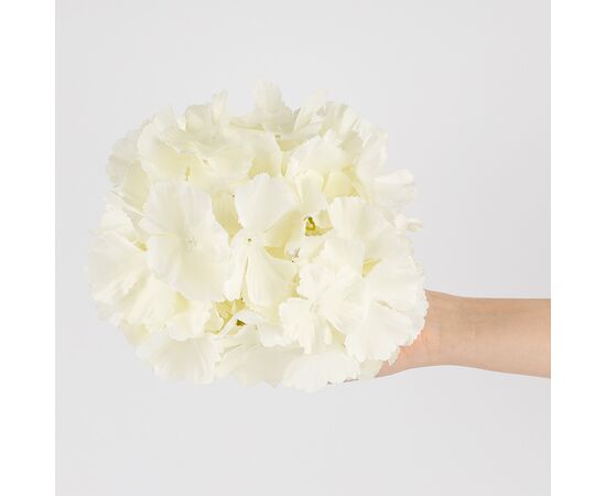 Головка гортензии, белая, 20 см, изображение 4 ᐒ купить на  ❤ Like7km.com.ua