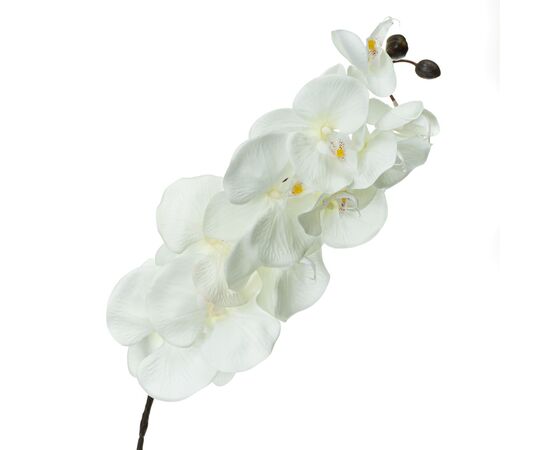Орхідея онцидиум, біла, изображение 2 ᐒ купить на  ❤ Like7km.com.ua