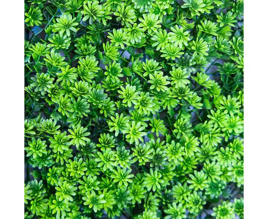 Фитомодуль искусственный "Травка", 40*60 cм, изображение 5 ᐒ купить на  ❤ Like7km.com.ua