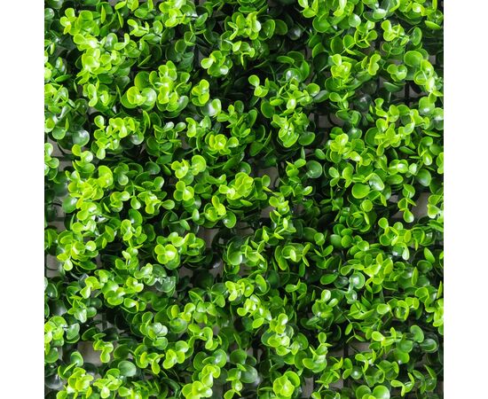 Фитомодуль искусственный "Самшит", 50*50 cм, изображение 3 ᐒ купить на  ❤ Like7km.com.ua