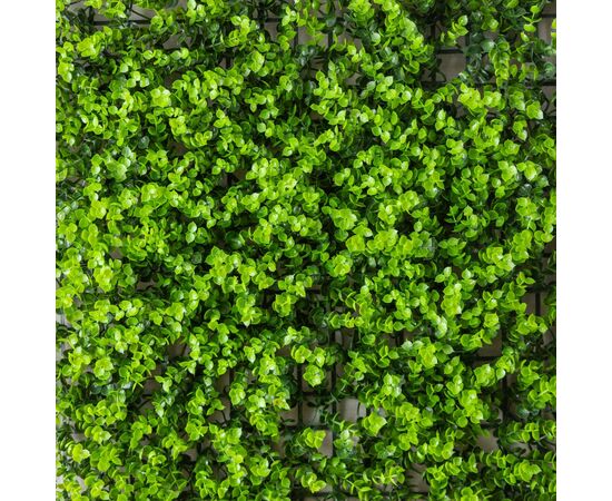 Фитомодуль искусственный "Самшит", 50*50 cм, изображение 3 ᐒ купить на  ❤ Like7km.com.ua