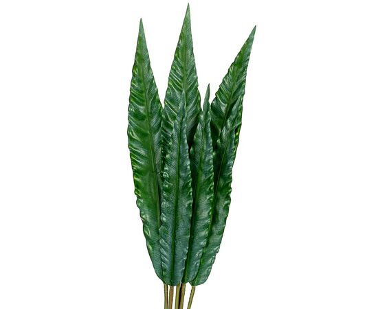 Листья эвкалипта, изображение 2 ᐒ купить на  ❤ Like7km.com.ua