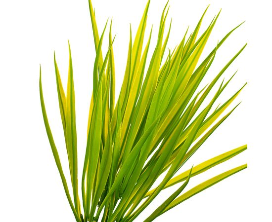 Куст травы зелёно-желтый искусственный, изображение 2 ᐒ купить на  ❤ Like7km.com.ua