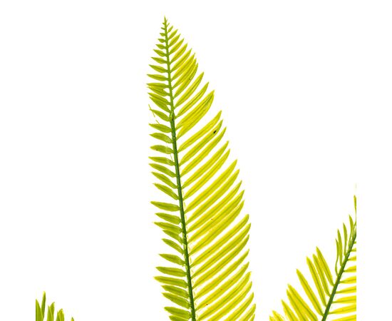 Куст папоротника желто-зелёный длиннолистный искусственный, изображение 2 ᐒ купить на  ❤ Like7km.com.ua