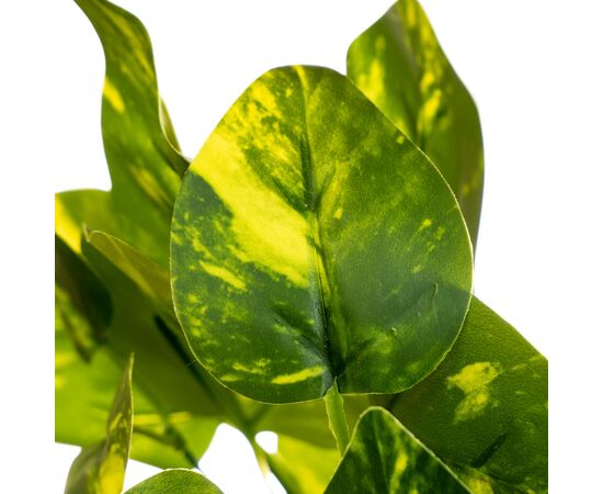 Ветка филодендрона цвета меланж, изображение 2 ᐒ купить на  ❤ Like7km.com.ua