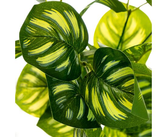 Ветка Филодендрона, изображение 3 ᐒ купить на  ❤ Like7km.com.ua