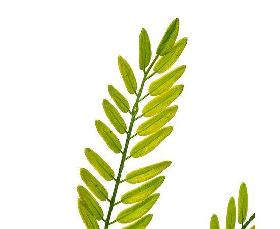 Ветвь папоротника зелёно-желтая искусственная, изображение 3 ᐒ купить на  ❤ Like7km.com.ua